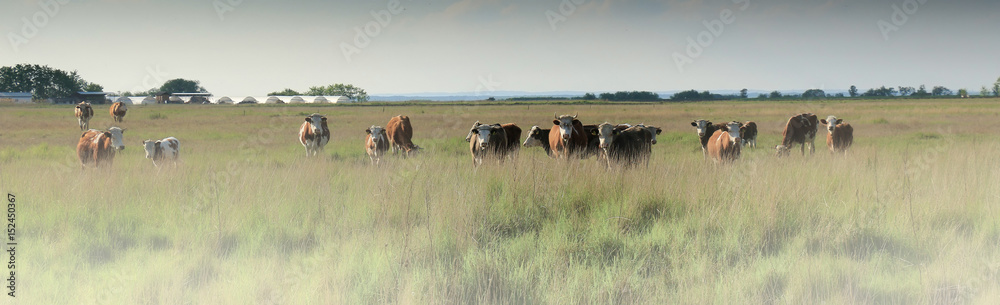 Cows grazing in a pasture on a morning - obrazy, fototapety, plakaty 