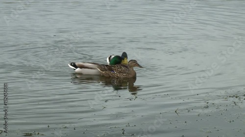 Ducks on a lake photo