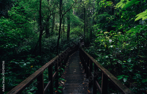 nature path to rain forest 