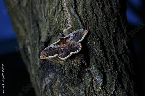 Fotografie Giant peacock moth Saturnia pyri sitting on tree in dusk light.