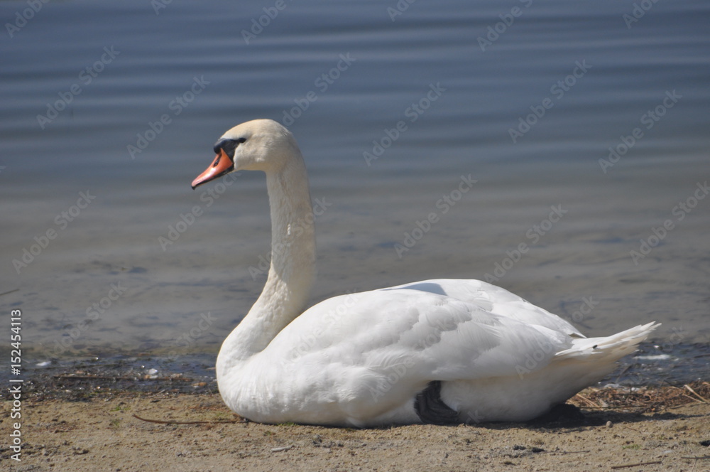 Fototapeta premium Schwan am Seeufer
