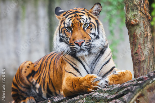 Beautiful and endangered female Sumatran Tiger photo
