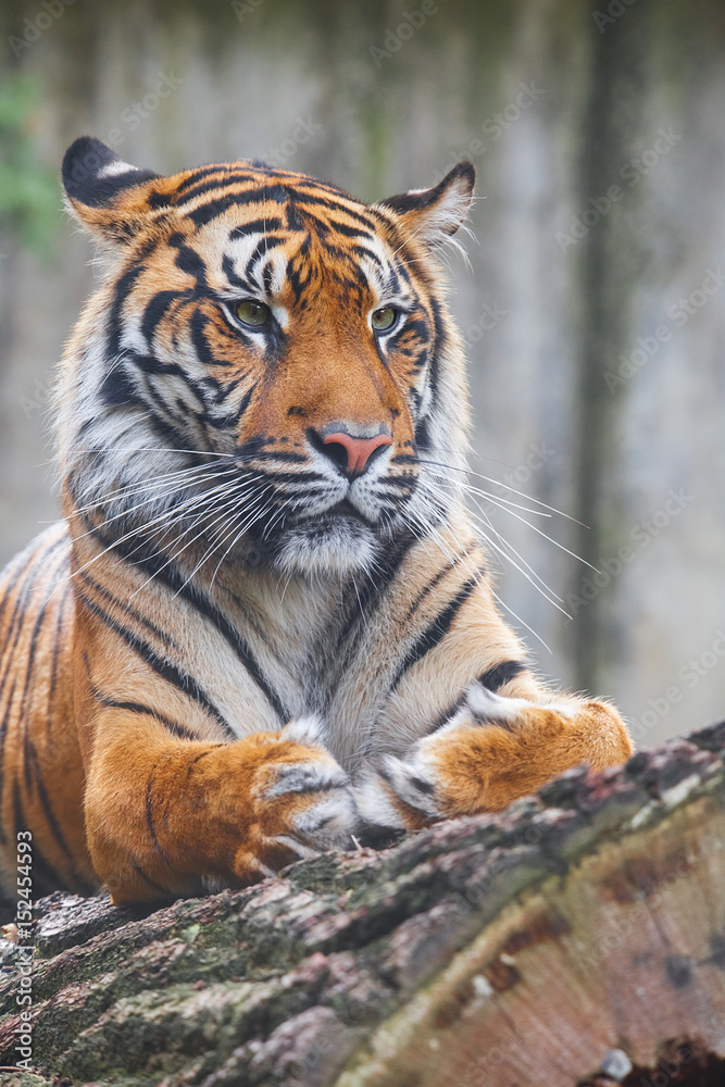 Beautiful and endangered female Sumatran Tiger Beautiful and endangered female Sumatran Tiger