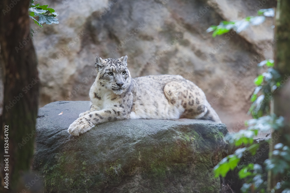 Snow leopard (Panthera uncia) magnificent animal Snow leopard (Panthera uncia) magnificent animal