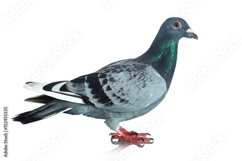 Gray pigeon on white background