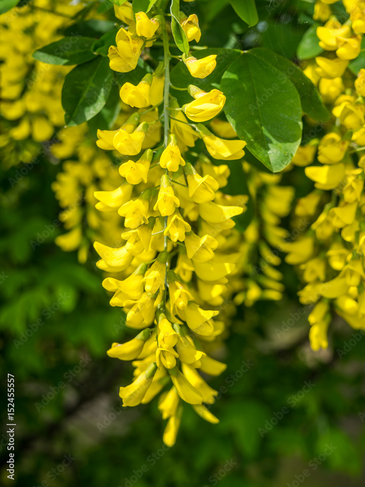 Goldregen Laburnum anagyroides Goldregen Laburnum anagyroides
