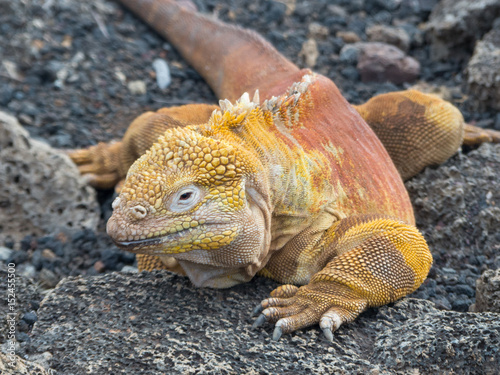 Drusenkopf (Conolophus subcristatus) Galapagos-Landleguan on Santa Cruz Island 