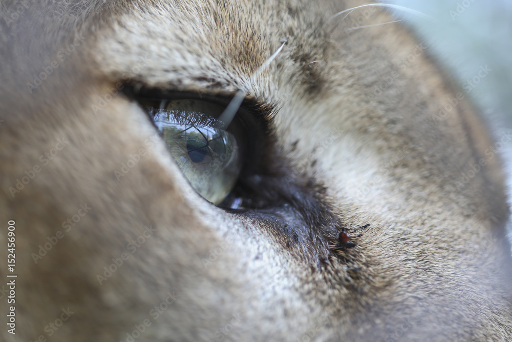 Obraz premium Niebieskie oko pumy górskiej w zoo