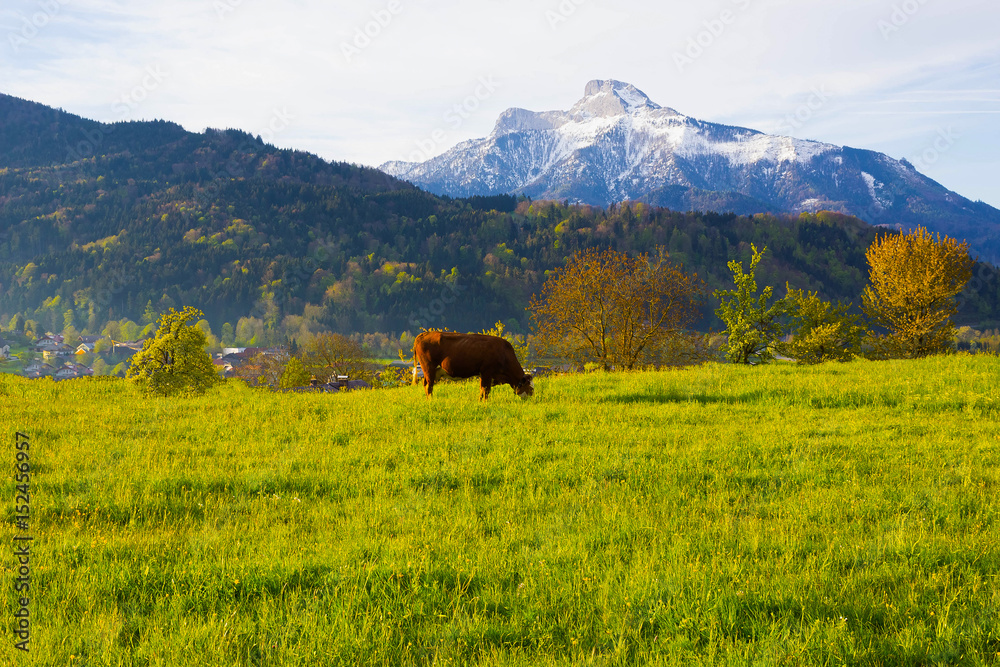 Cows on austrian alp, Salzburger Land, Austria Cows on austrian alp, Salzburger Land, Austria