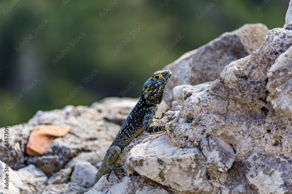 Lizard on medieval ruins, Monolithos castle, Rhodes island, Greece Lizard on medieval ruins, Monolithos castle, Rhodes island, Greece