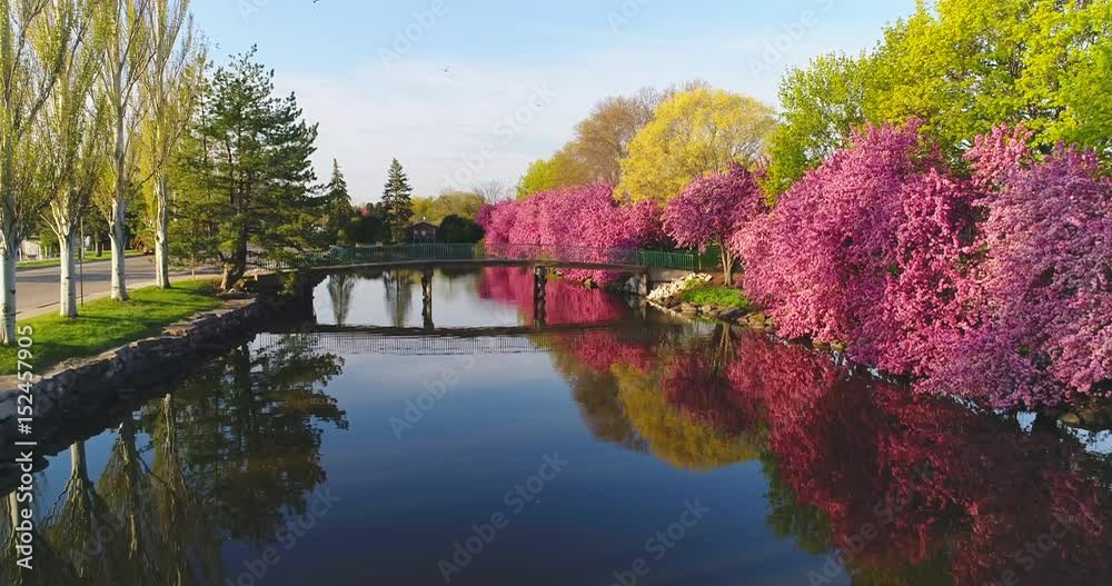 Flowering Crab trees reflected in river, Springtime morning.
Flowering Crab trees reflected in river, Springtime morning.