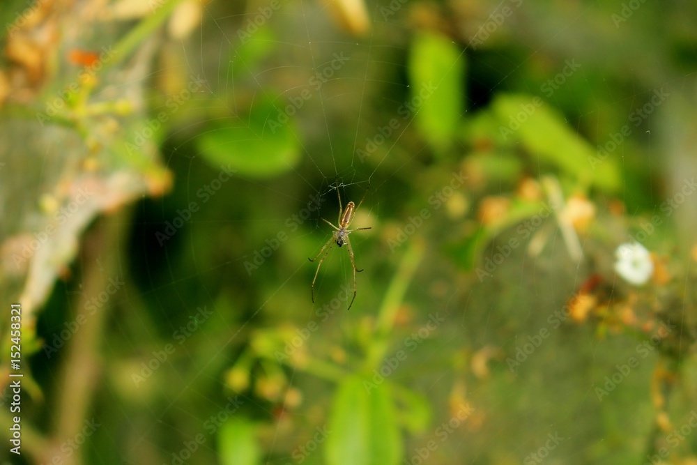 araignée de jardin araignée de jardin