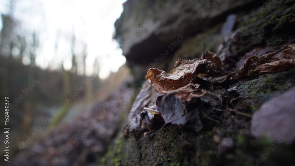 Blatt am boden des Waldes Blatt am boden des Waldes