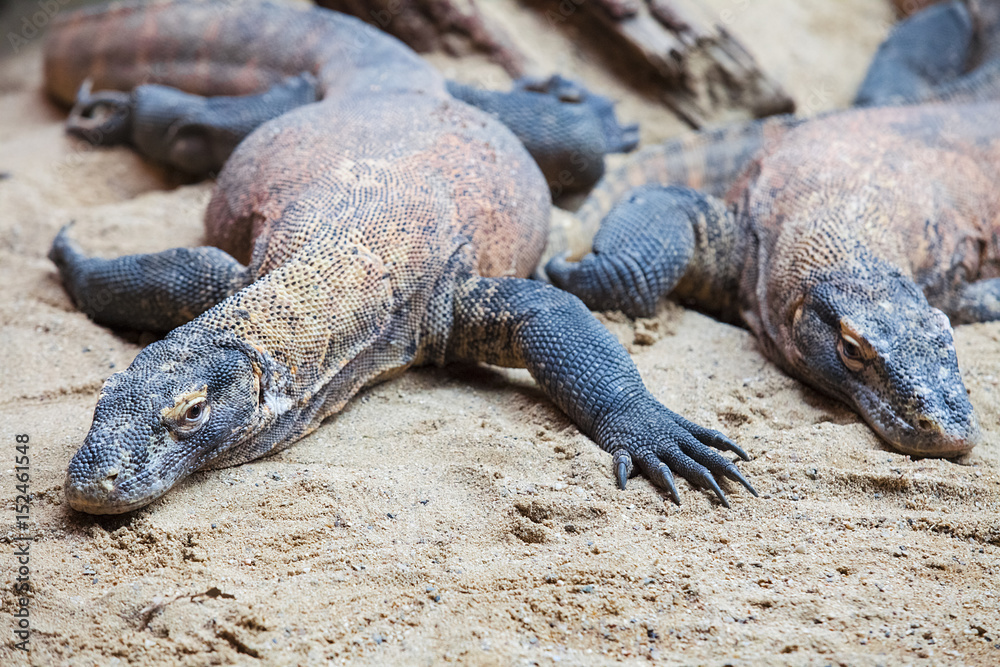 15 KOMODO DRAGON FACTS ABOUT THE WORLD S LARGEST LIZARD visual data 2