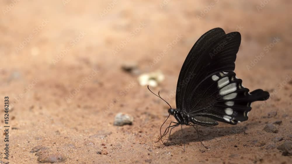 The Common Mormon, Group of butterfly, uhd 4K 3840x2160.
