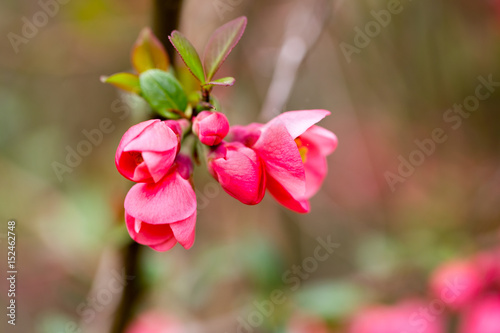 Cherry blossom in spring for background.