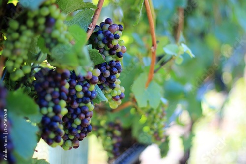 Grapes on the vine at a beautiful Okanagan winery.