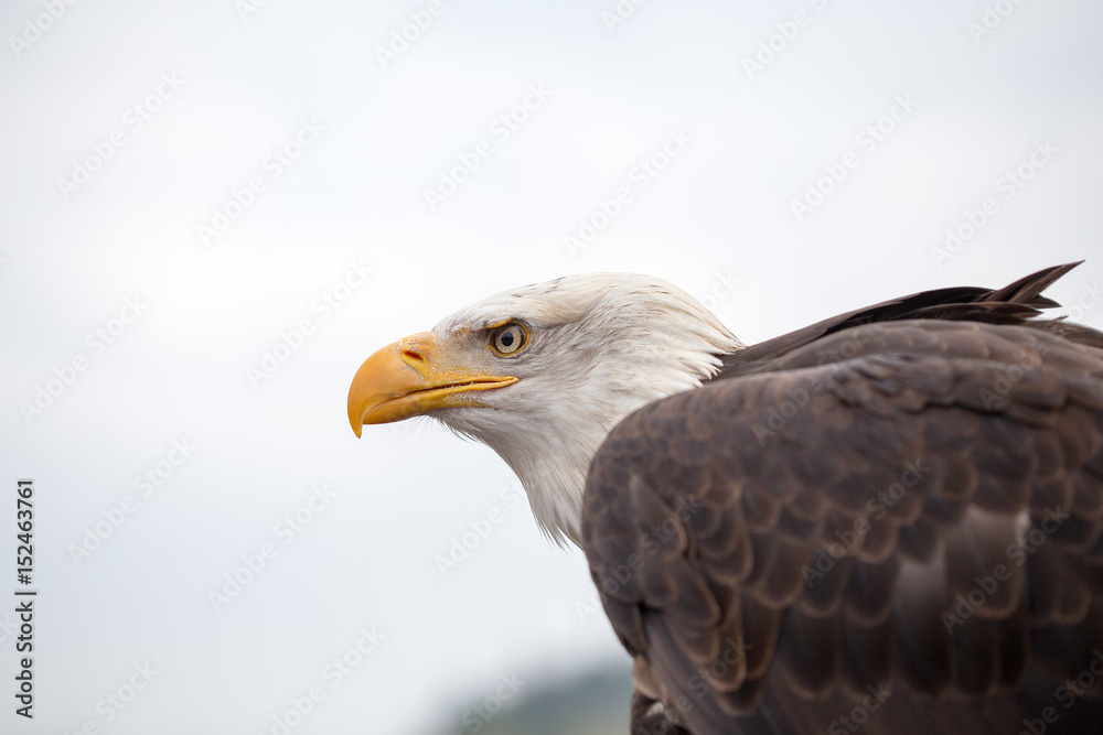 Portrait of a bald eagle on grass. Portrait of a bald eagle on grass.