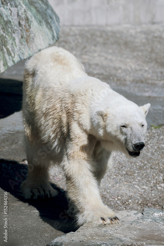 Eisbär im Tierpark