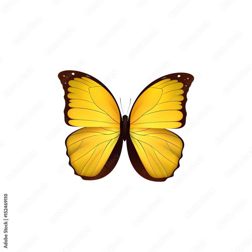 Fototapeta premium Butterfly yellow isolated on white background. Butterflies Insects Lepidoptera Morpho amathonte. Emblema icons vector illustration