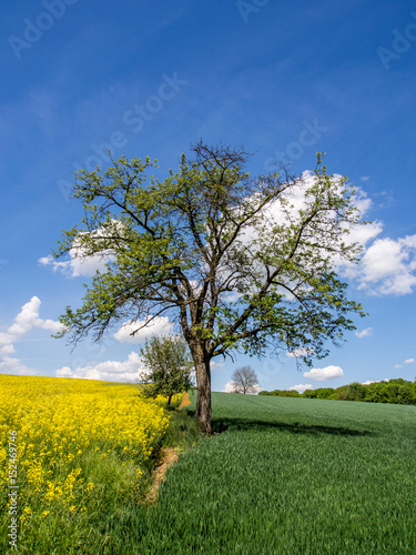 Obstbaum im Feld