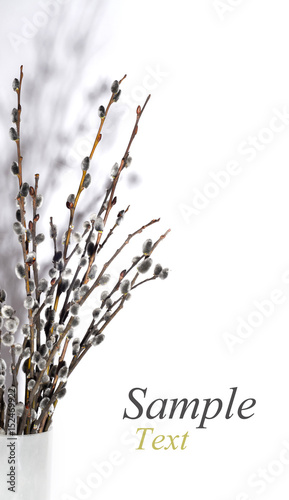 Beautiful spring card. Pussy-willow on white background