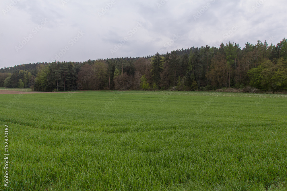 Fototapeta premium Spring landscape