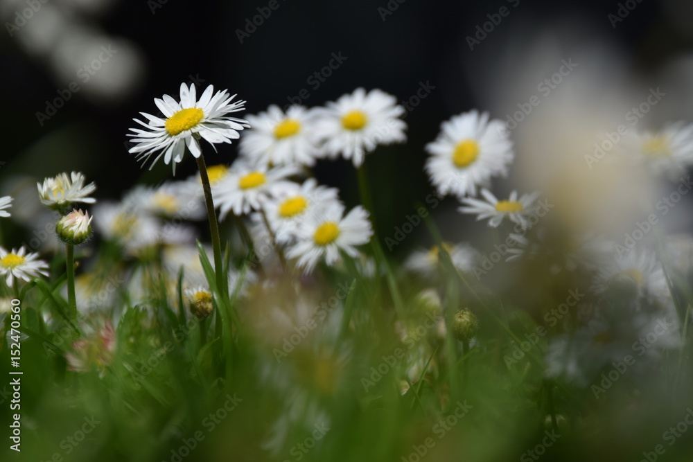 Fototapeta premium Gänseblümchen in der Wiese