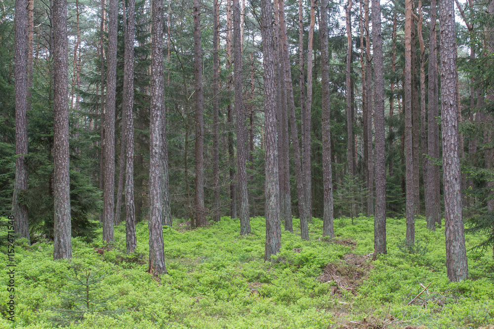 Naklejka premium forest in spring