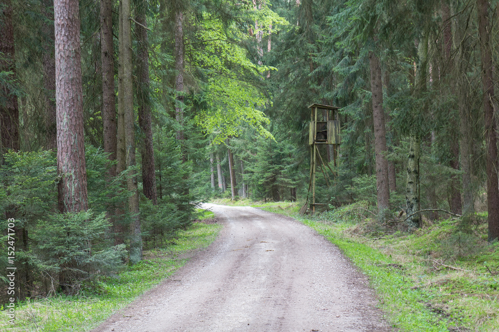 Fototapeta premium forest in spring