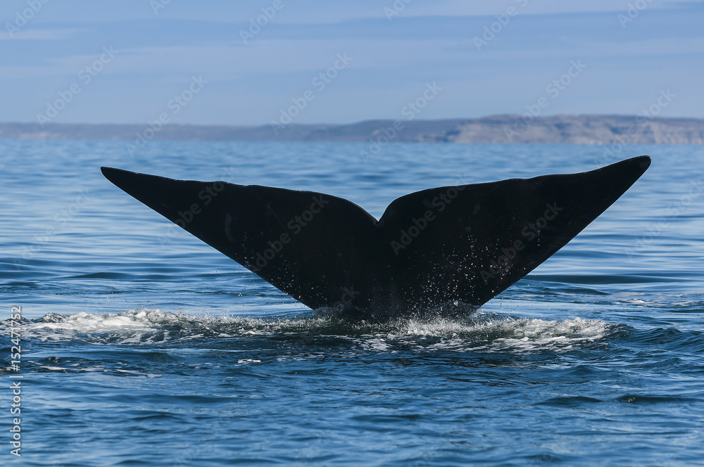 Fototapeta premium Right whale, Patagonia , Argentina