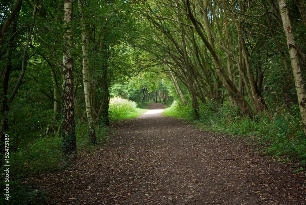 Obraz premium Light in path