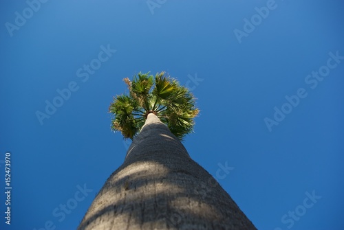 palm