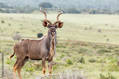 Kudu standing tall between the grass