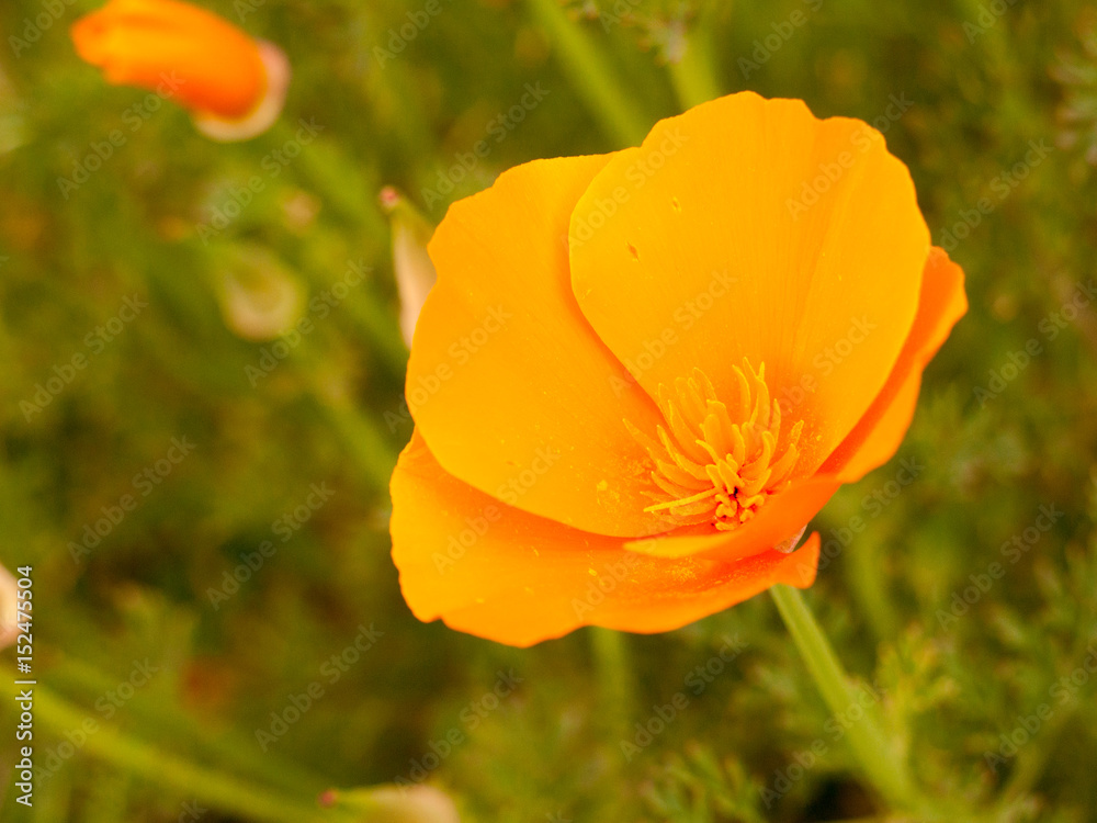 orange flower head open up in sunlight in late summer afternoon orange flower head open up in sunlight in late summer afternoon