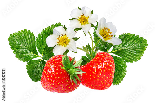 strawberry and strawberry flower isolated on white