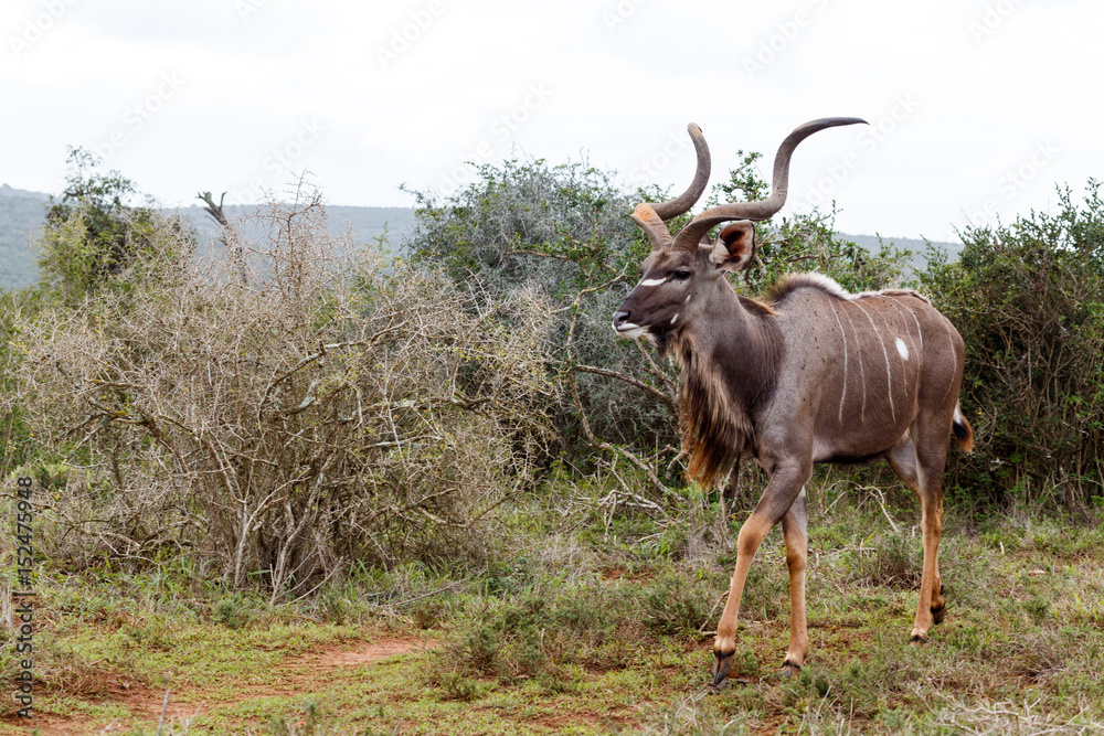 Kudu standing with his hoof pointed Kudu standing with his hoof pointed