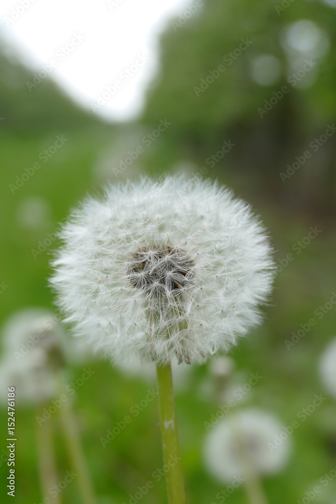 Naklejka premium Pusteblume