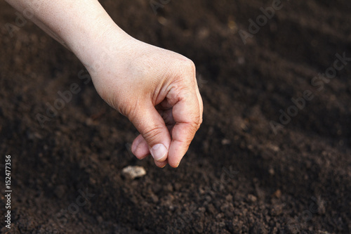 Sow vegetable seeds. Woman's hand makes small seeds in the black earth land closeup