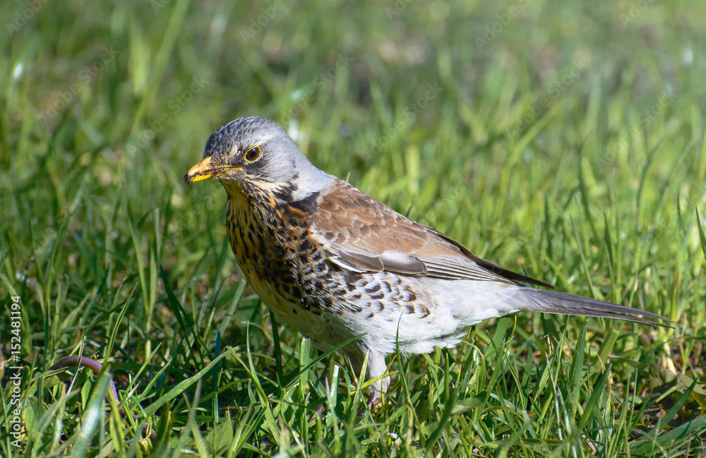 Fototapeta premium Bird fieldfare, Turdus pilaris, on the grass in the park