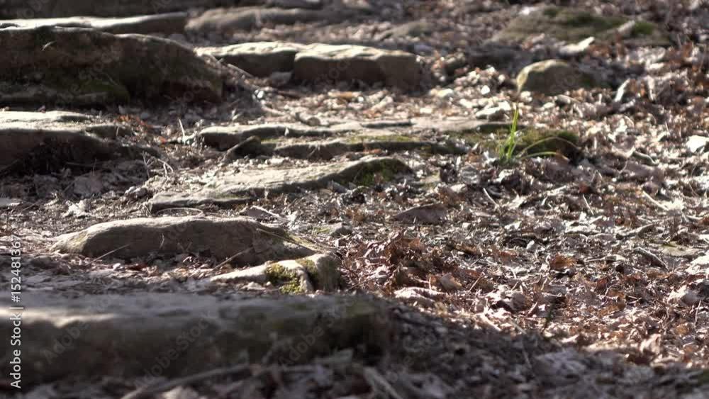 Rock staircase going up hill on forest hike. Rock staircase going up hill on forest hike.