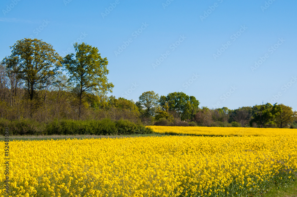 fiori gialli e campagna