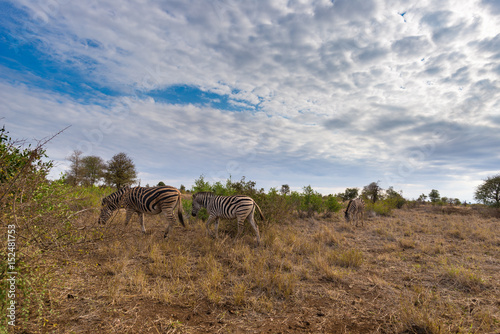 Herd of Zebras in the bush. Wildlife Safari in the Kruger National Park, major travel destination in South Africa.