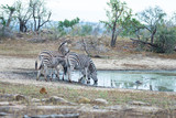 Herd of Zebras drinking from waterhole in the bush. Wildlife Safari in the Kruger National Park, major travel destination in South Africa.