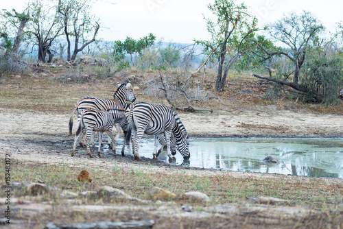 Herd of Zebras drinking from waterhole in the bush. Wildlife Safari in the Kruger National Park  major travel destination in South Africa.
