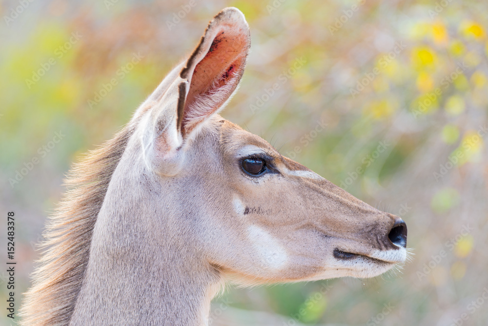 Obraz premium Cute elegant Kudu female head close up and portrait. Wildlife Safari in the Kruger National Park, the main travel destination in South Africa. Focused on eyes.