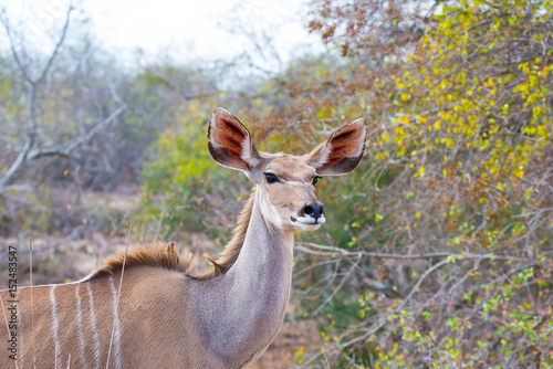 Cute elegant Kudu female head close up and portrait. Wildlife Safari in the Kruger National Park, the main travel destination in South Africa. Focused on eyes.