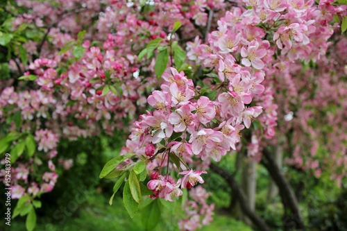 Beautiful tree branches with pink spring flowers