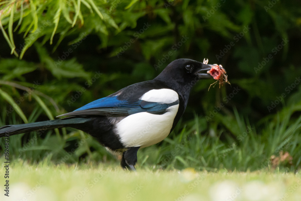 Eurasian magpie (Pica pica) with chick in beak, profile. Bird in the crow family (Corvidae) with prey taken from nest of songbird Eurasian magpie (Pica pica) with chick in beak, profile. Bird in the crow family (Corvidae) with prey taken from nest of songbird