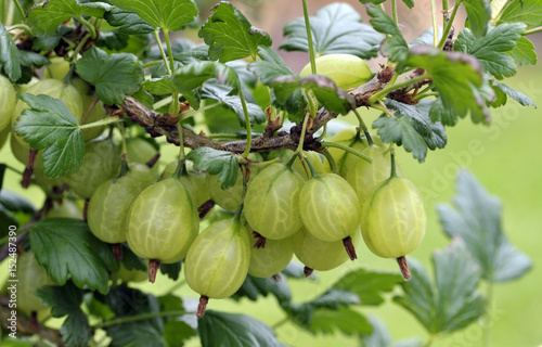 Obraz na płótnie Gooseberries w salonie